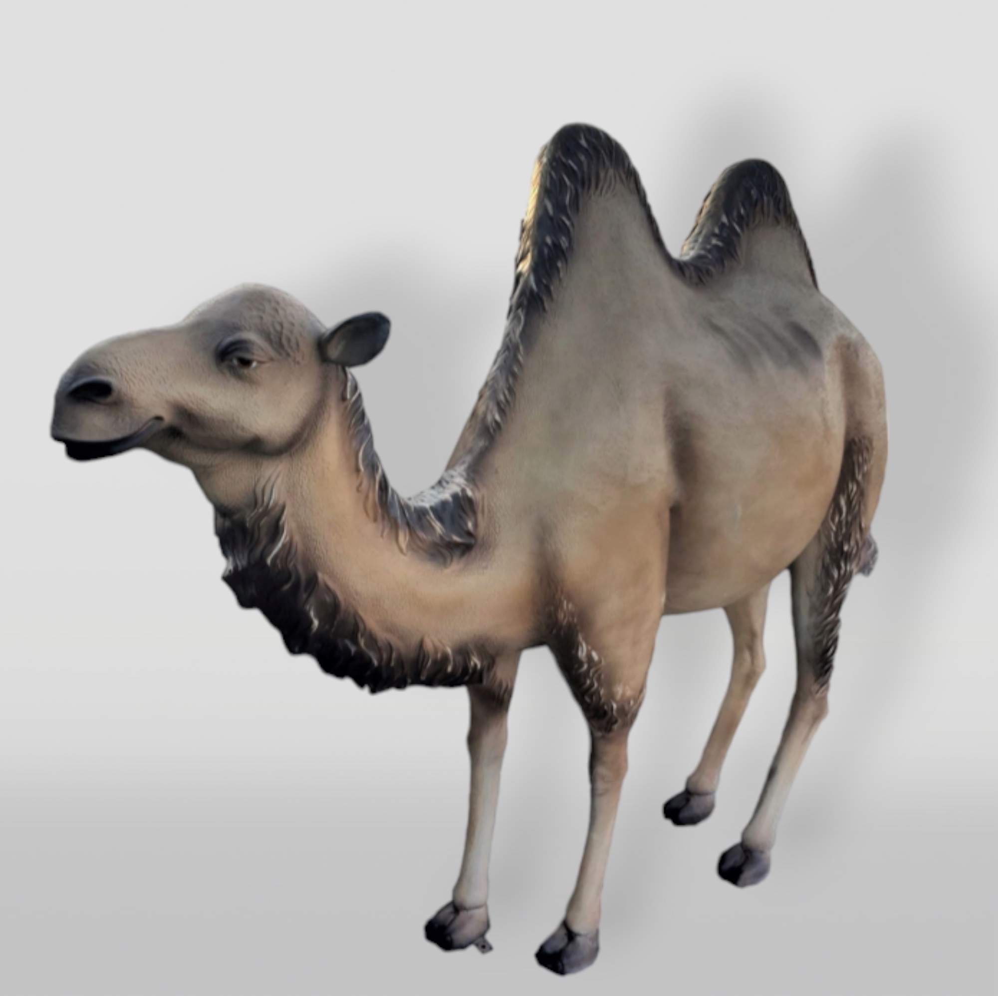 Kamel Dromedar Lebensgröße Glasfaser -Figuren 1 Figura dekoracyjna Wielbłąd Naturalnej Wielkości