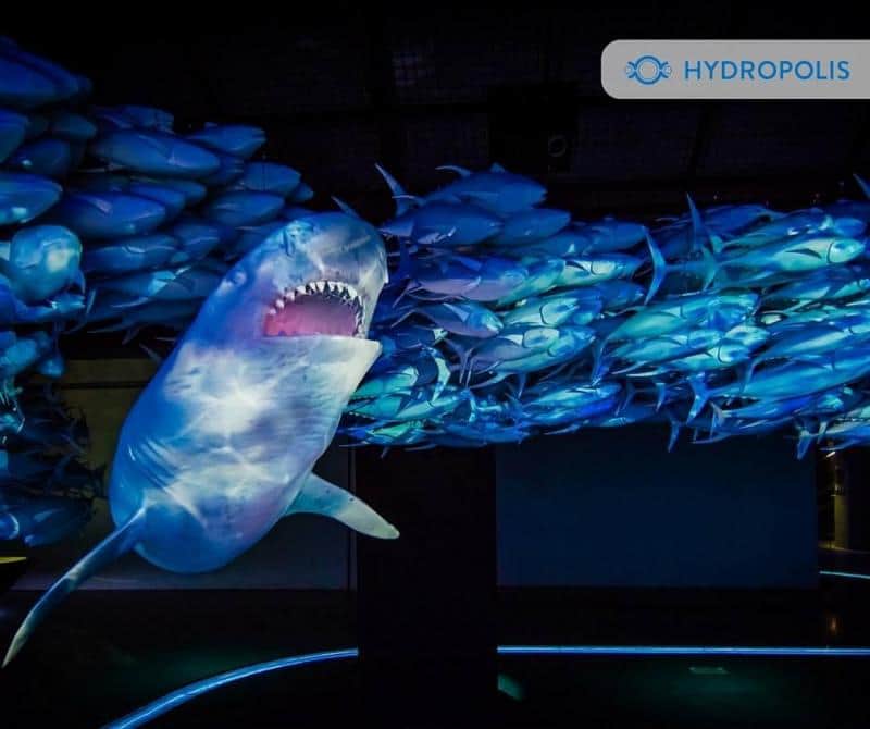 Rekin płynący w ławicy ryb w interaktywnym muzeum Hydropolis.
