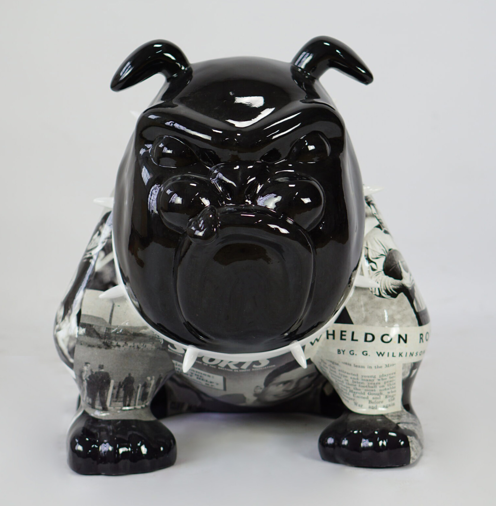 Bulldogge Avella Hund 55cm - Rugby 1 pies Bulldog Avella 55cm - Rugby